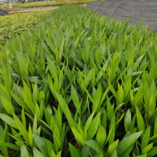 博罗县翠芦莉盆栽 翠芦莉