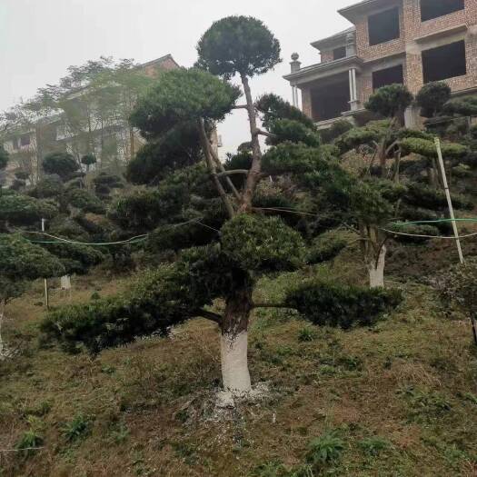 茶陵县 造型罗汉松