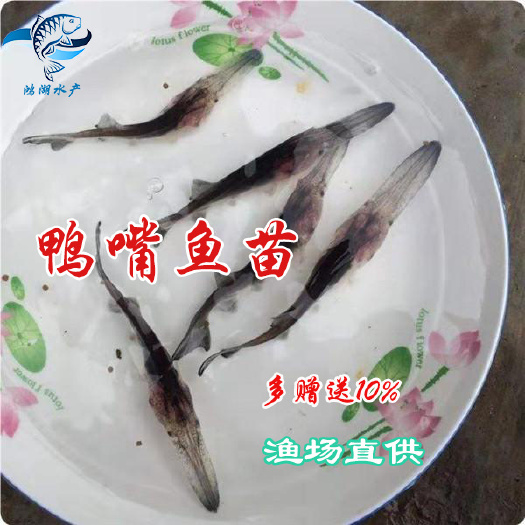 鸭嘴鱼苗 长嘴鱼苗 匙吻鸭嘴鱼苗 水产淡水鸭嘴鱼苗