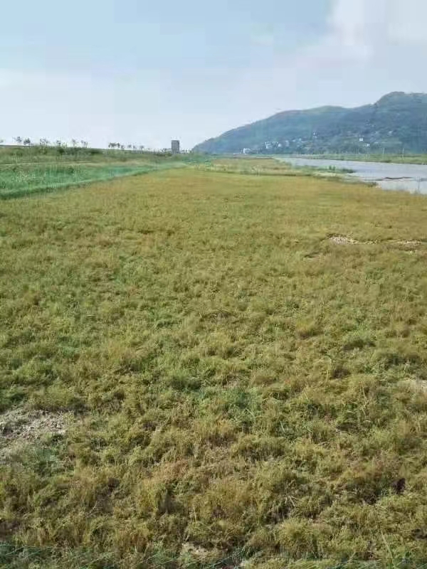 沭阳县碱蓬草种子