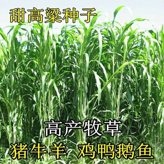 嘉祥县牧草甜高粱