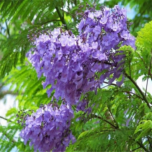 广州珍稀名贵绿化苗木 蓝花楹苗蓝花楹树苗 蓝雾树庭院别墅道路风