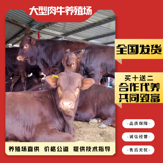 梁山县 利木赞牛 基地直销 全国包送到家一对一技术指导包健康包回收