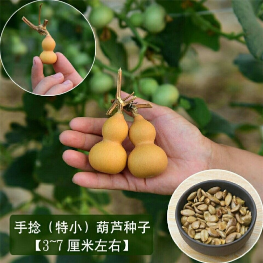 济南鹤首瓜种子  仙壶葫芦种子形态优美挂果率高观赏葫芦手捻小葫芦种子