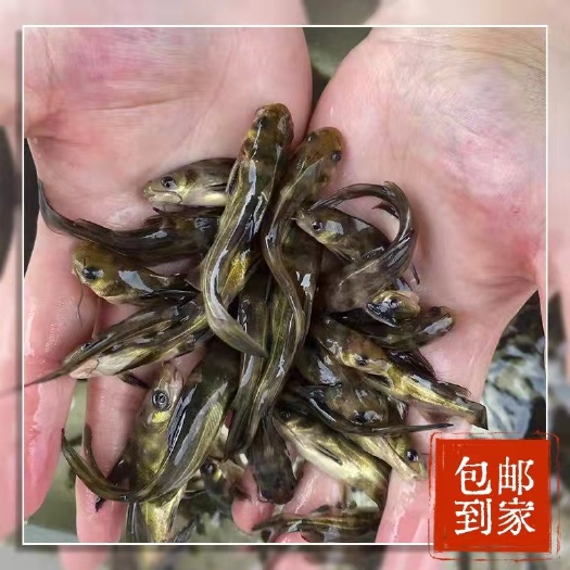 广州 黄骨鱼苗黄辣丁鱼苗