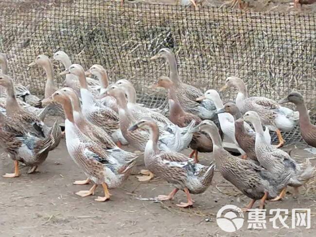 常年供应各日龄青年蛋鸭，价格随行就市