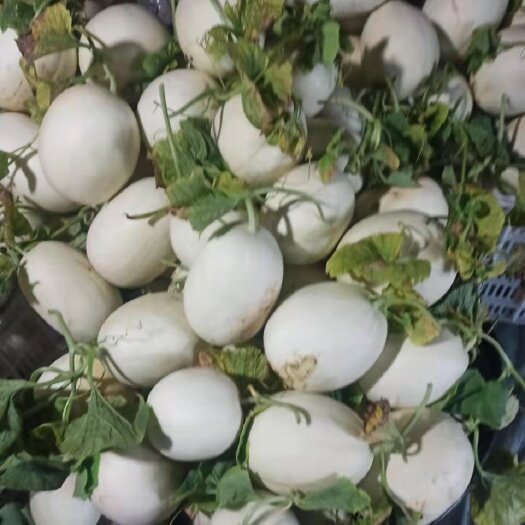 上海玉菇甜瓜 上海玉菇