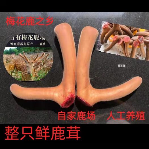 长春鹿茸片新鲜梅花鹿茸整枝带血