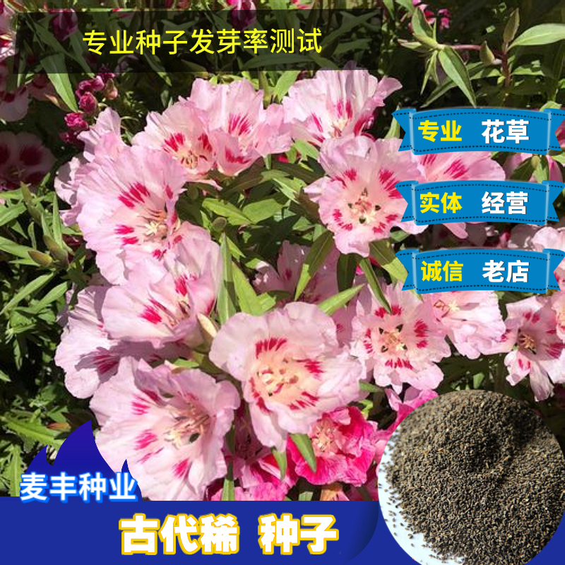南京古代稀种子 送春花种子 四季易播种室内阳台盆栽花卉种子