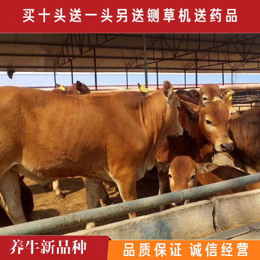 梁山县【货到付款】利木赞牛育肥牛种牛纯种养殖基地直发包技术