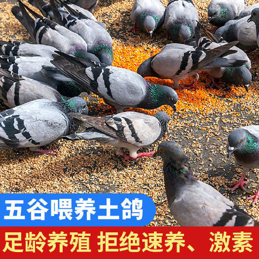 连云港鸽子肉新鲜现杀乳鸽农家散养土鸽子批发元宝鸽煲汤新鲜乳鸽鸽子