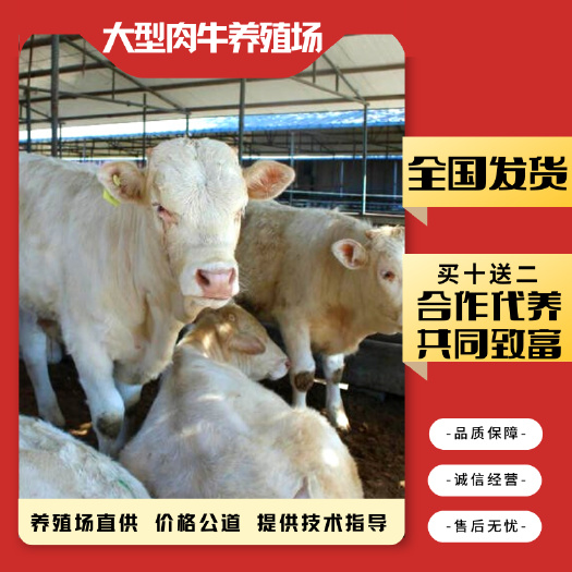 梁山县 夏洛莱牛 基地直供 全国包送到家一对一技术指导科学养殖包健康