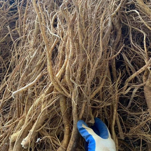 阳西县新鲜五指毛桃