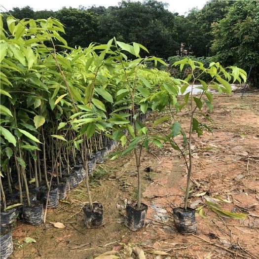 广州沉香苗 名贵苗木 正宗海南沉香树苗 珍贵药材树苗 绿化观赏盆栽植物树