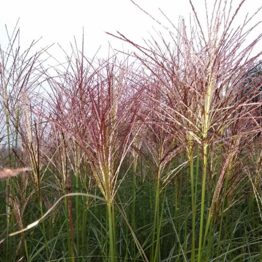  矢羽芒 优质矢羽芒容器苗 多芽矢羽芒 基地直发 大量有货