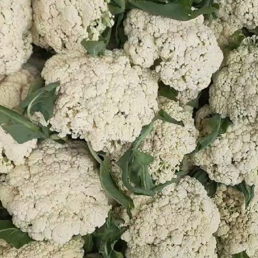博爱县白花菜花 散花 有机花 青梗散花