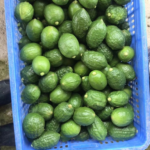 珠海广东无籽香水柠檬