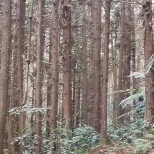 全州县灌木林地 河池市，(1)，某公司有23000亩的杉木和山地一起林地出租
