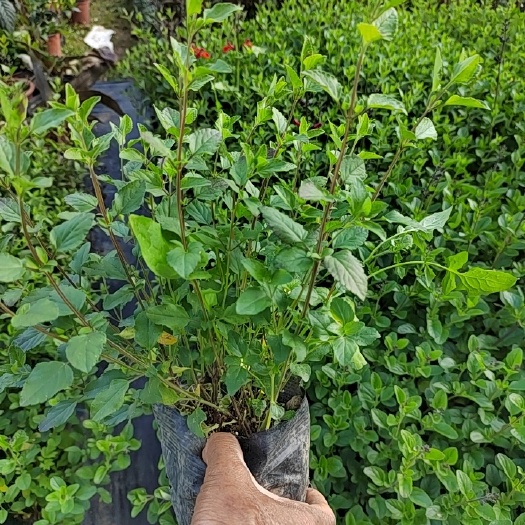 龙里县 樱桃鼠尾草