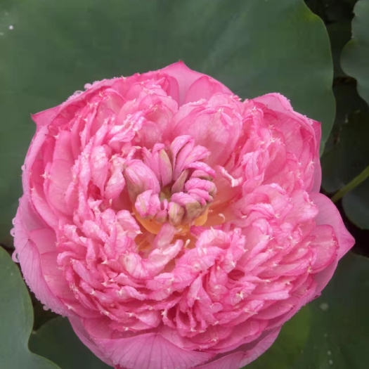 安新县荷花 10~20cm 