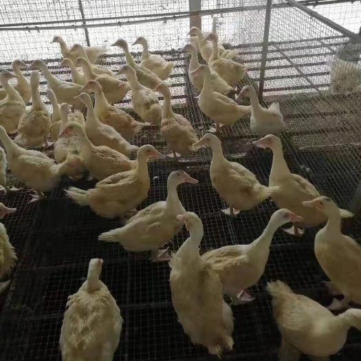云浮肉鸭 淘汰白番母