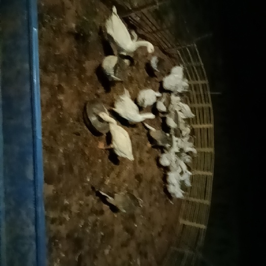 南充灰鹅 6-8斤 商品鹅（肉鹅） 公母混合 全散养 