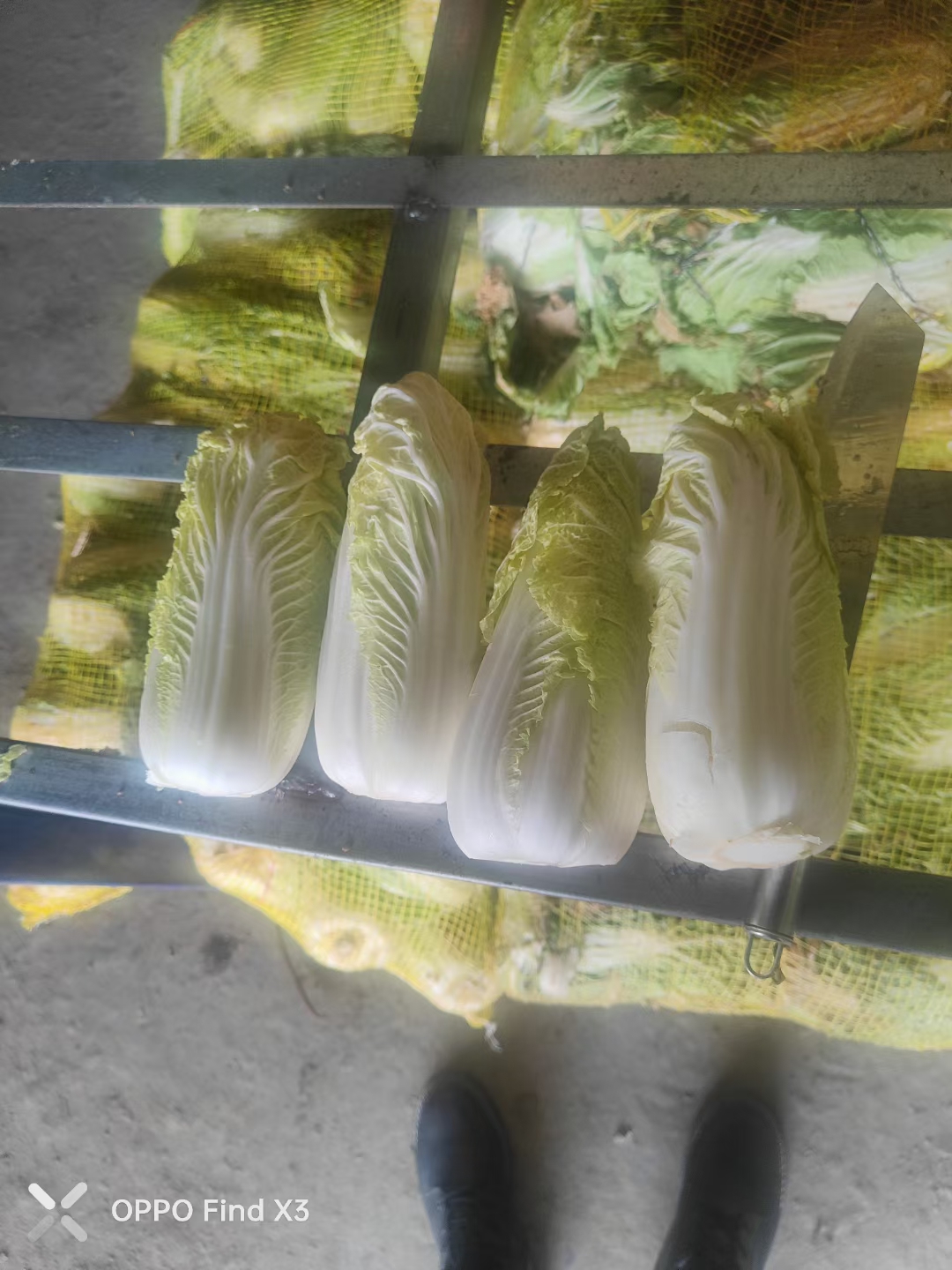 鹿邑县黄心娃娃菜 娃娃菜，鹿邑县精品娃娃菜