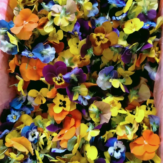 喀喇沁旗三色堇花，角谨花