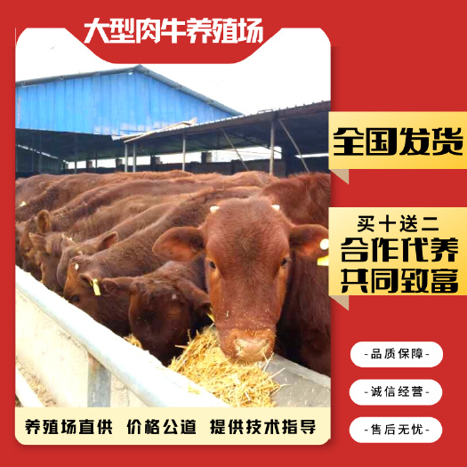 梁山县 利木赞牛 涨势快 体格大 肉质好 大部分地区均可饲养 包健康