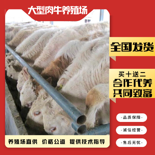 梁山县 夏洛莱牛 小牛犊肉牛养殖 合作代养 包回收出栏再扣除本金