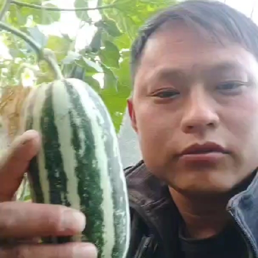 莘县博洋甜瓜