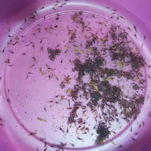 广州龙虾苗 澳洲淡水小龙虾虾苗