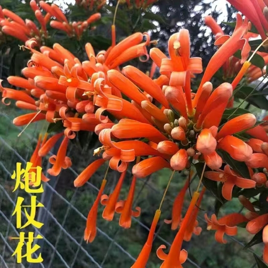 宜良县 炮仗花中杯苗