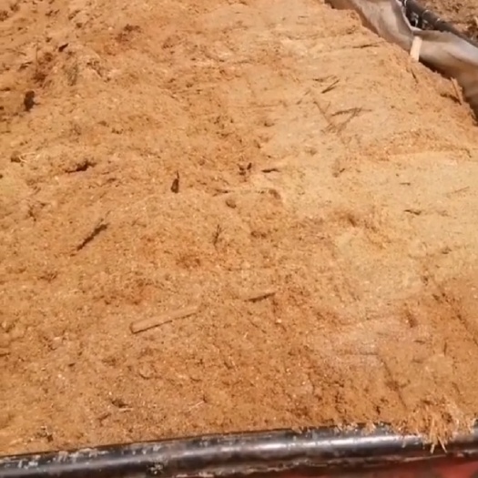 洪雅县栽培基质 锯末，养殖场做发酵床，做木炭，做生物颗粒都好，长期大量出售