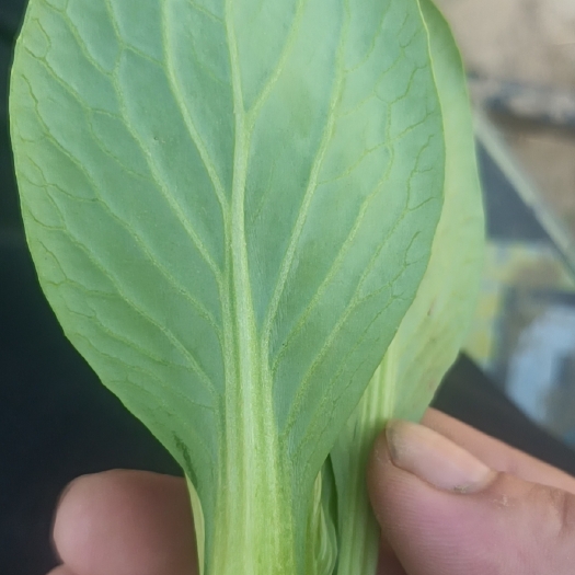 杞县 种植大户上海青   快菜  上市免代收费保质保量