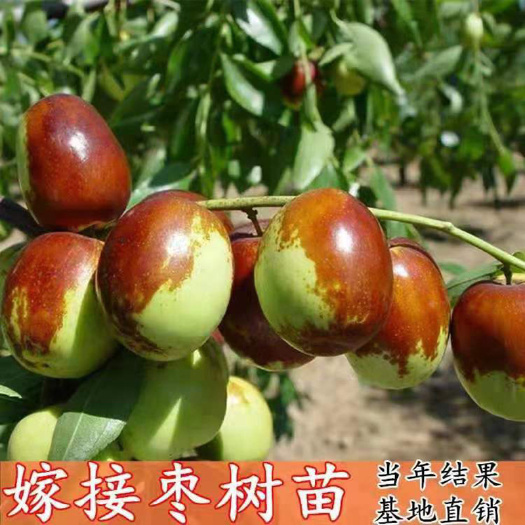 枣庄冬枣树苗 枣树活苗嫁接沾化冬枣苗树特大地栽盆栽果树苗南北方种