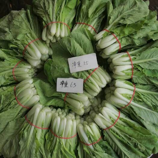 丹阳市毛白菜 各种规格各种品类大量现货！欢迎各位食堂商超以及供应商