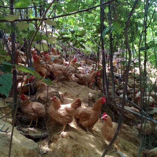佛山供应阉鸡扇鸡果园三黄鸡