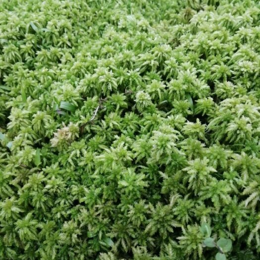 惠水县水苔