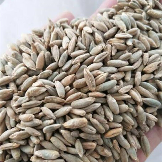 沭阳县冬牧草种子 冬牧草籽草适合牛羊猪鸡鸭鱼产量高生长需求环境低
