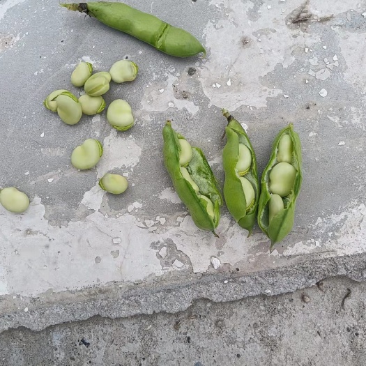 三台县日本吋蚕 青胡豆白胡豆大量上市