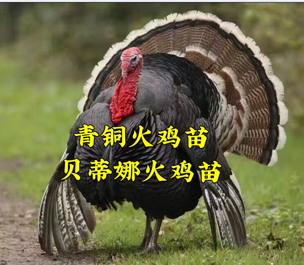 鼦   ټ{磬ͭ磬۸֤