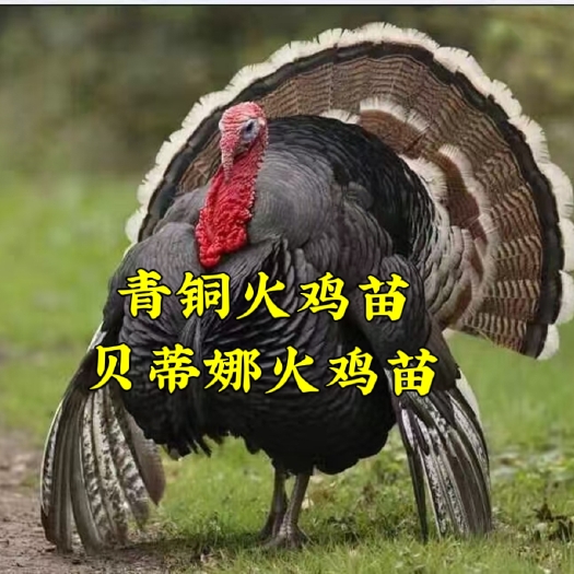 南宁珍珠鸡苗   贝蒂納火鸡苗，青铜火鸡苗，价格美丽，质量保证