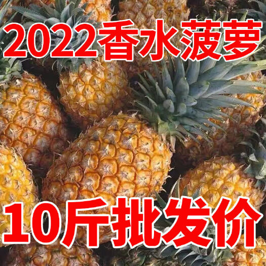 海南1-10斤新鲜当季水果香水大菠萝手撕菠萝无眼整