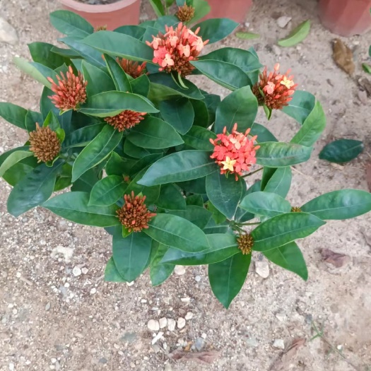 佛山新加坡龙船花