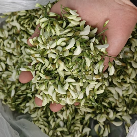 旬阳市 新鲜洋槐花大量批发可一件代发