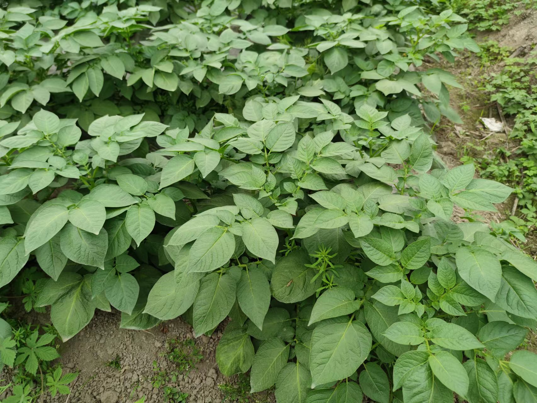 农场土豆，大量供货！量大从优，欢迎电联！