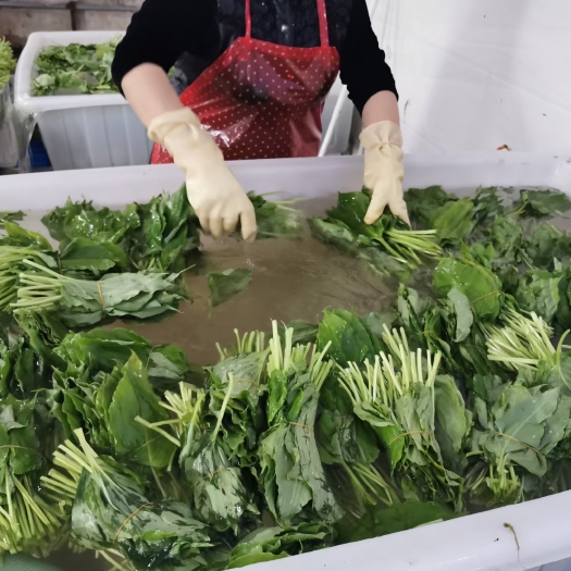 雅安山野菜  大量收购山葱，寒葱，鹿耳韭