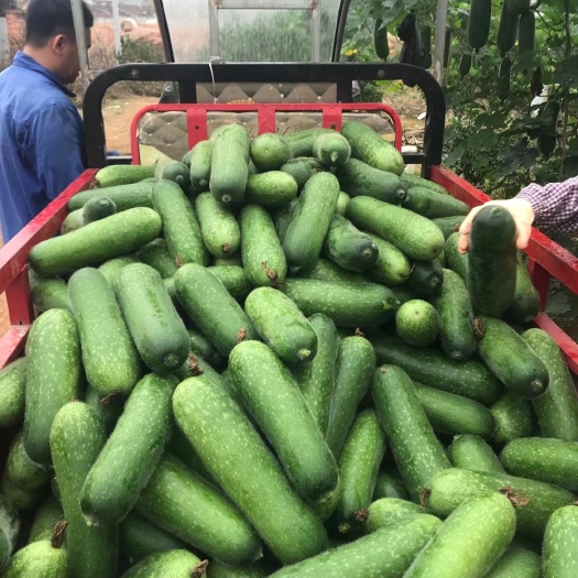宾阳县 毛节瓜
