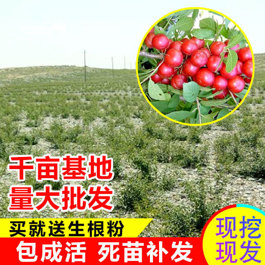 平邑县钙果苗欧李农大超欧系列当年开花结果鲜食补钙大田盆栽地栽包邮价